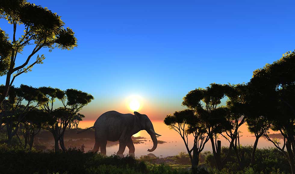 jungle safari elephant at sunset