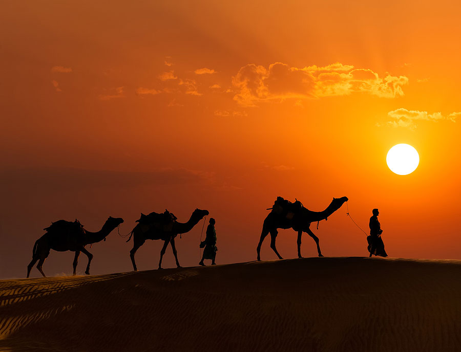 camels walking at sunset in thar dessert india